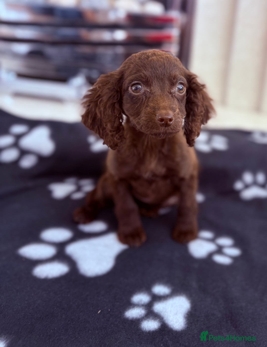 Cocker Spaniel dogs for sale: Cocker spaniel puppies  - Image 1