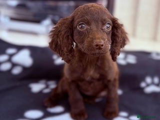 Cocker Spaniel dogs - Advert 22