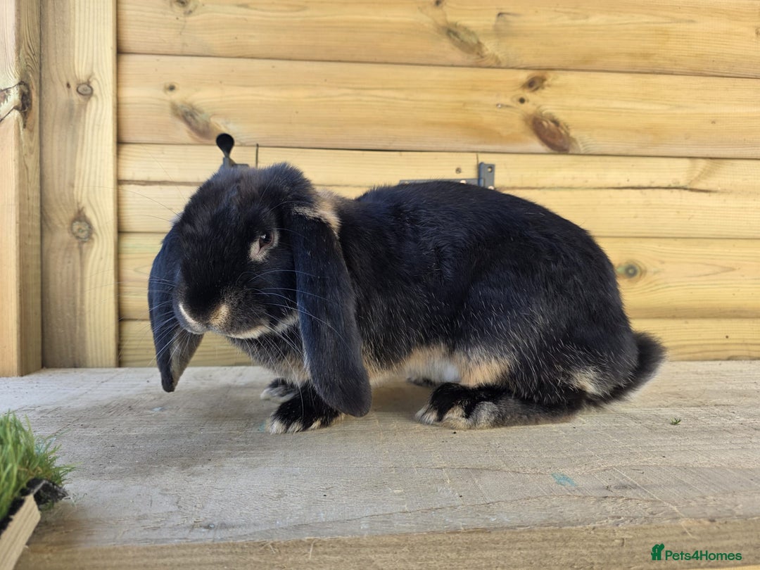 French Lop rabbits for sale: Giant French Lops - Advert 1