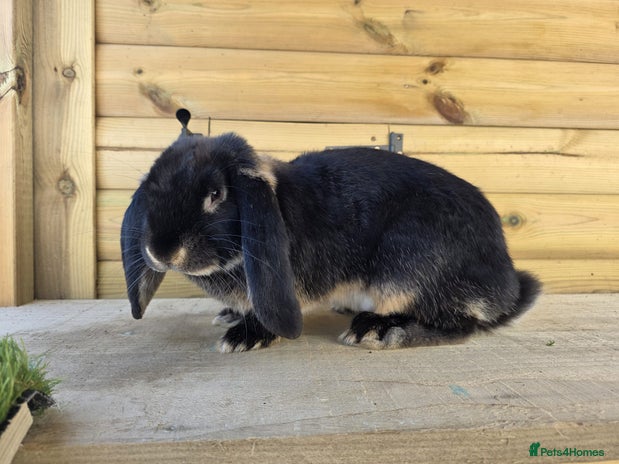French Lop rabbits Giant French Lops - Advert 11