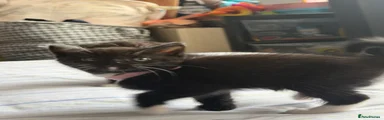 Gigi