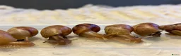 Snails invertebrates for sale: Giant African land snails ready for homes!  - Advert 11