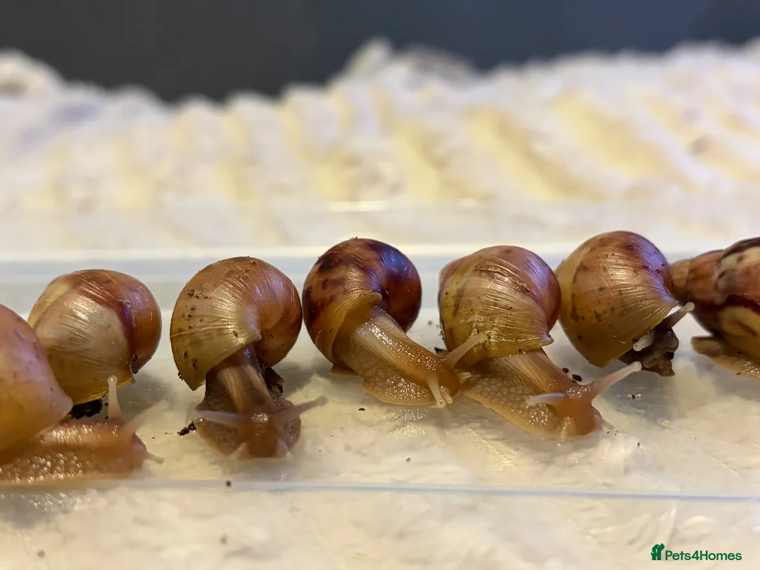 Snails invertebrates for sale: Giant African land snails ready for homes!  - Advert 11