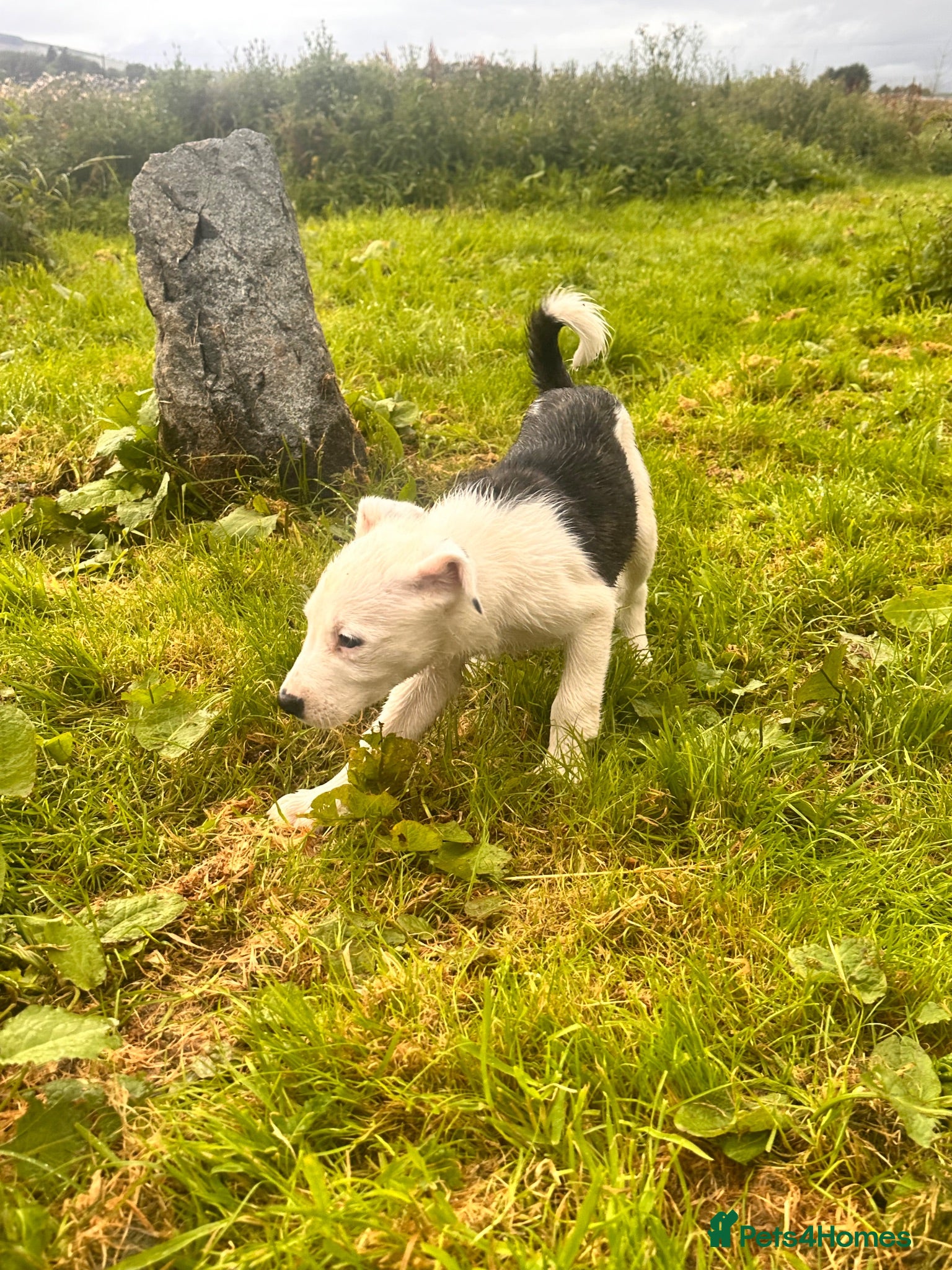 Mixed Breed dogs Collie x American bulldog  - Advert 1