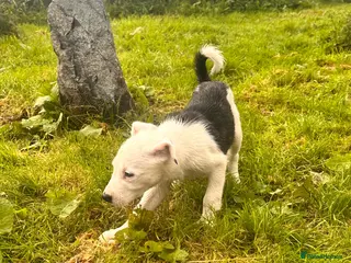 Mixed Breed dogs Collie x American bulldog - Advert 1