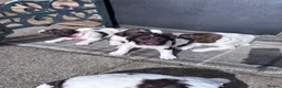 English Springer Spaniel dogs for sale: Liver and White English Springer Spaniel Puppies in Perth - Advert 4