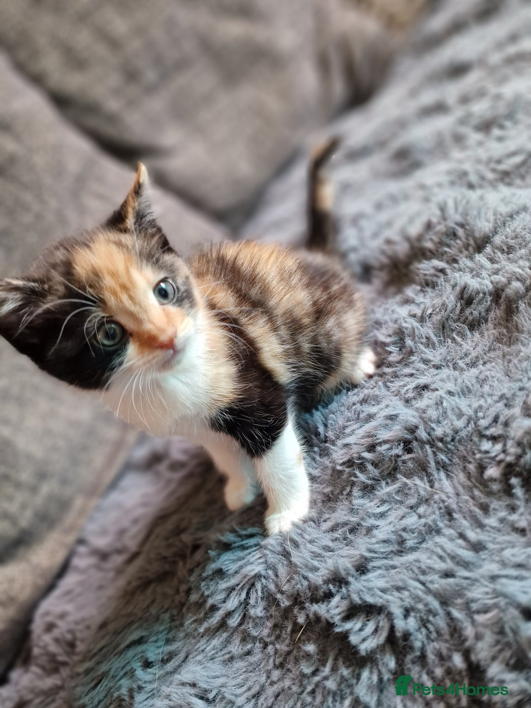 Ragdoll cats for sale: 2 beautiful half ragdoll kittens - Image 1
