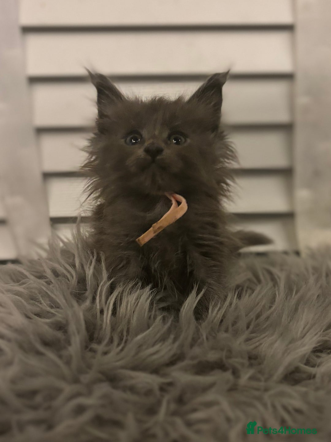 Maine Coon cats for sale: GCCF-Registered Maine Coon Kittens - Advert 13