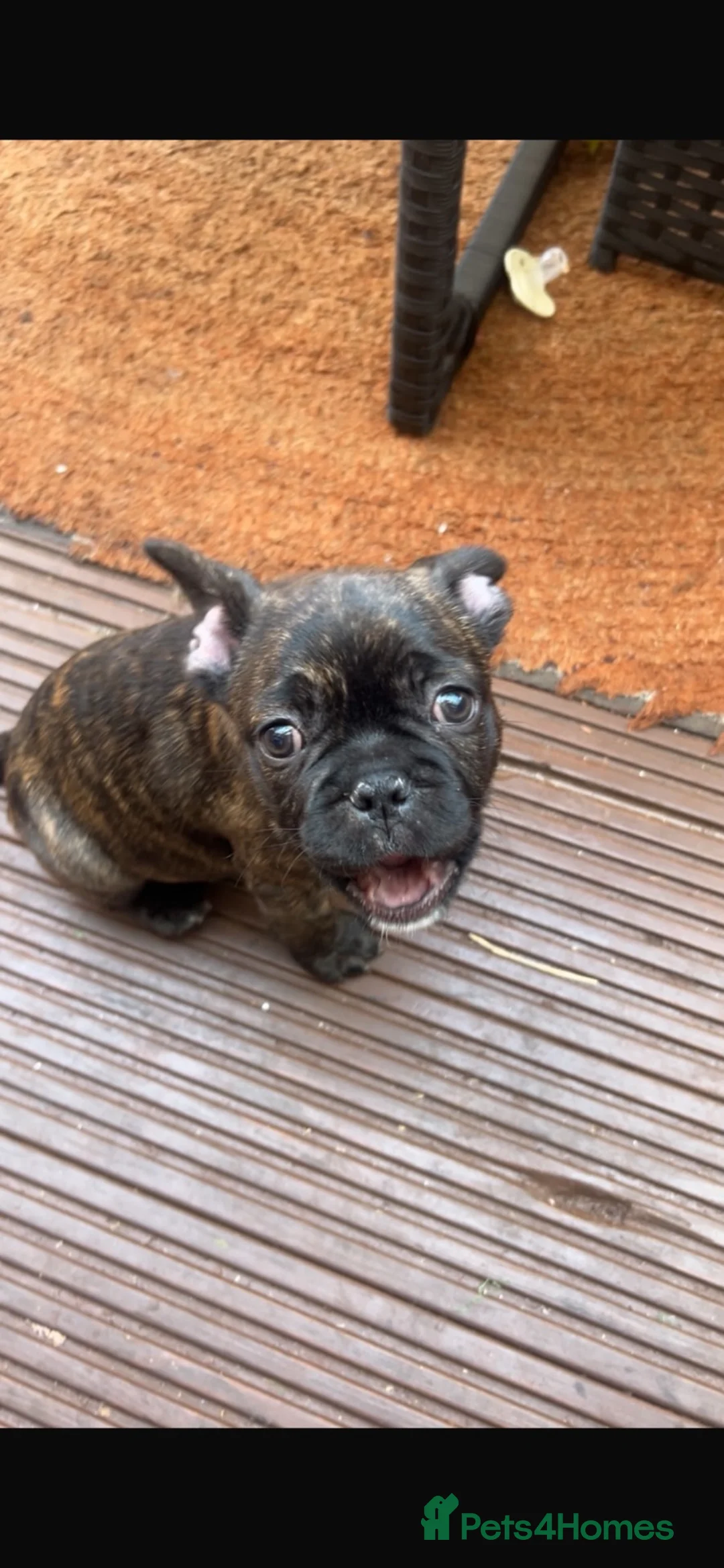 French Bulldog dogs for sale: French bulldog male  in Hull - Advert 8