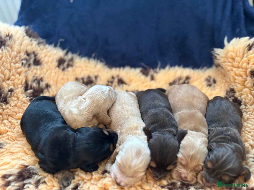 Cocker Spaniel dogs for sale: Beautiful Show Type Cocker Spaniel Pups - Image 6