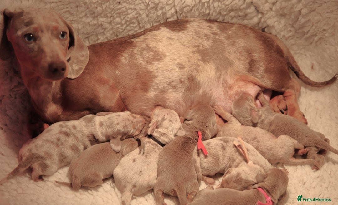 Miniature Dachshund dogs for sale: 🌟5StarsLicense+Holistic+KC+VetCheck+PRAClear - Image 23