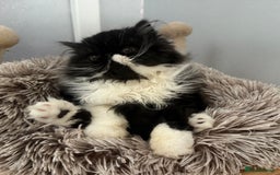 Persian cats for sale: 2 Gorgeous persian kittens - Image 5