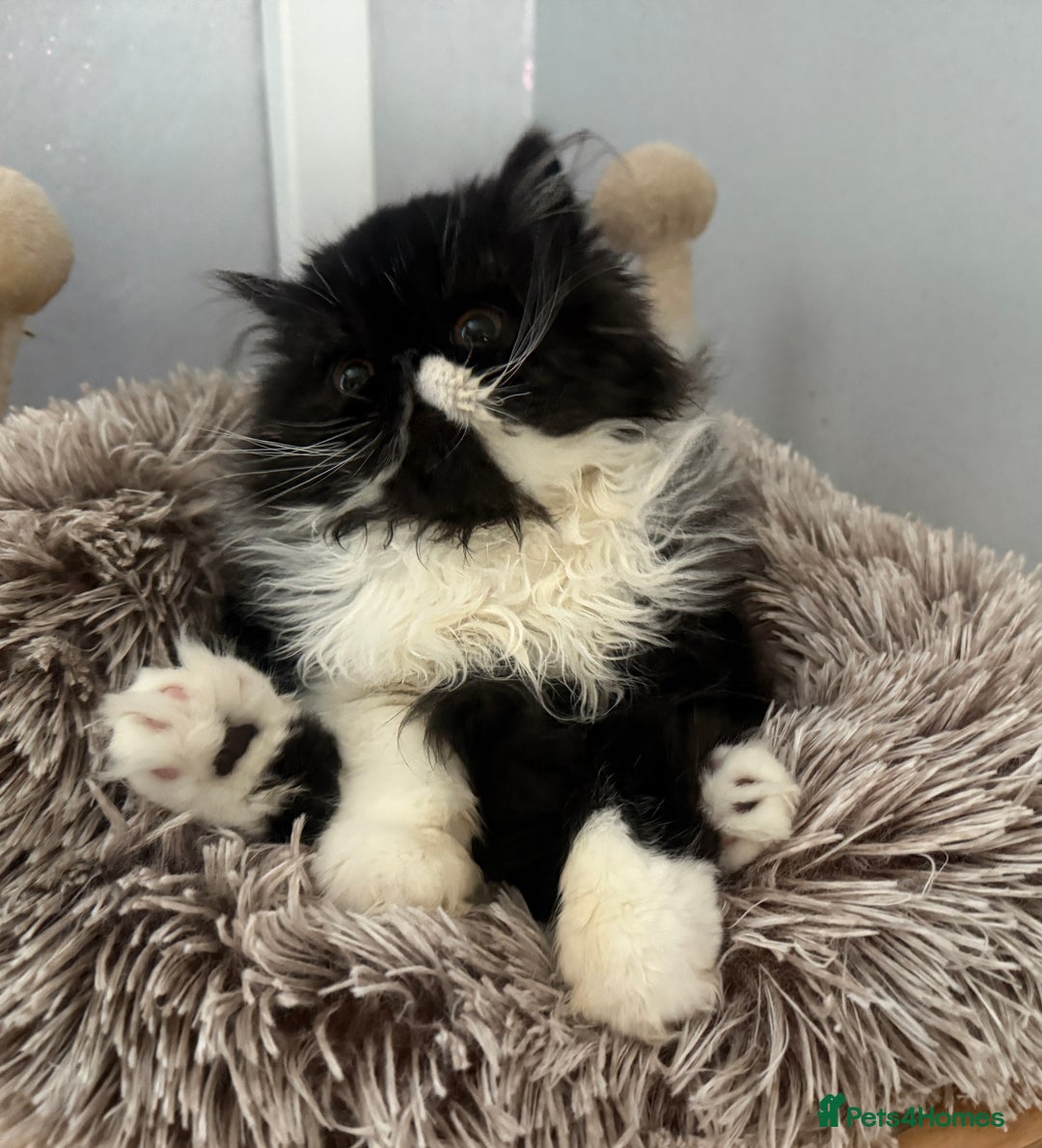 Persian cats for sale: 2 Gorgeous persian kittens - Image 5