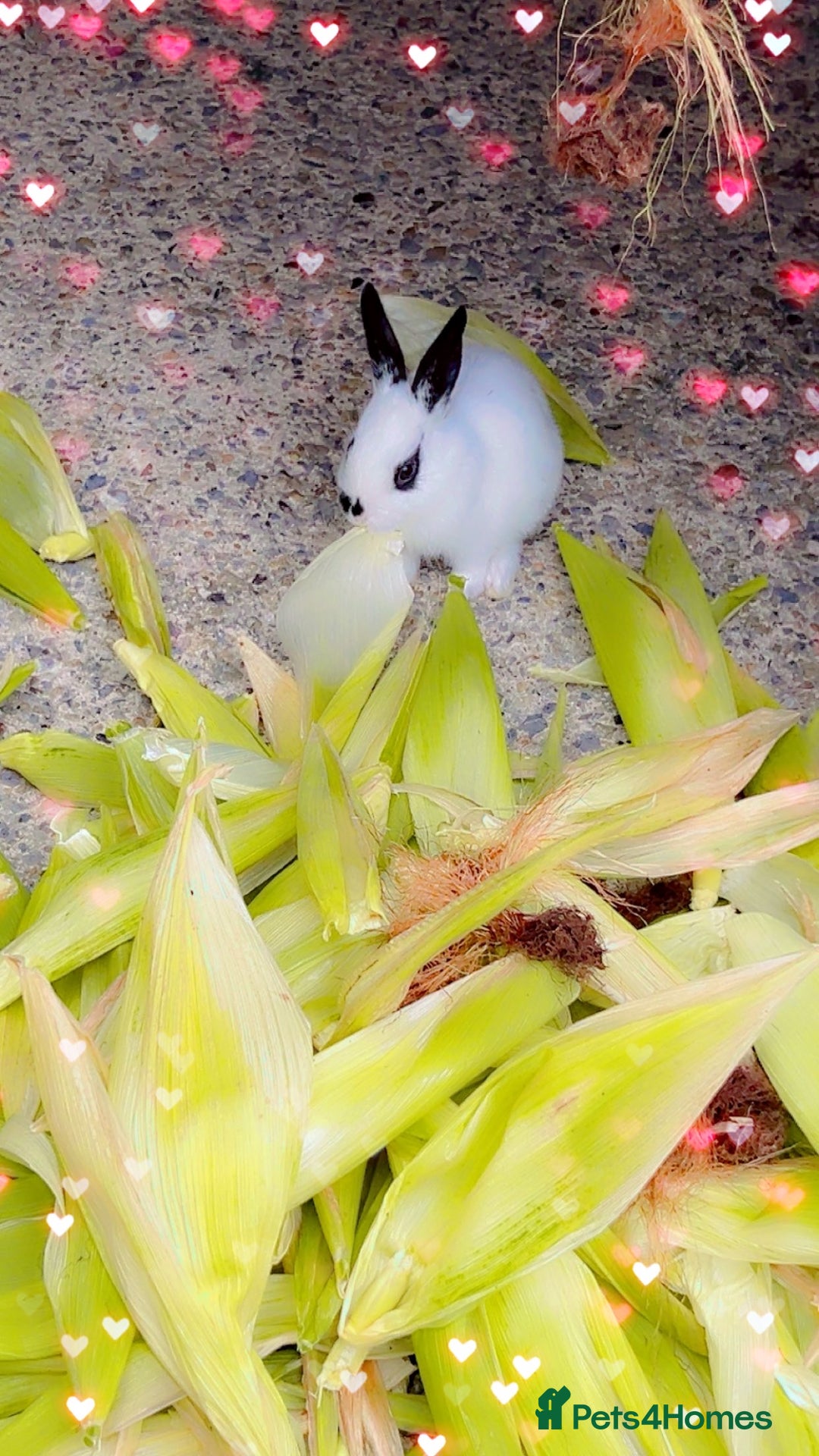 English Spot rabbits for sale: 🐰Beautiful Rabbits Available to Loving Homes🐰 - Advert 12