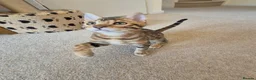 Bengal cats for sale: Stunning Pedigree Bengal Kittens - Advert 9