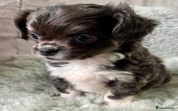 Chihuahua dogs for sale: LC Female Chihuahua  - Advert 1