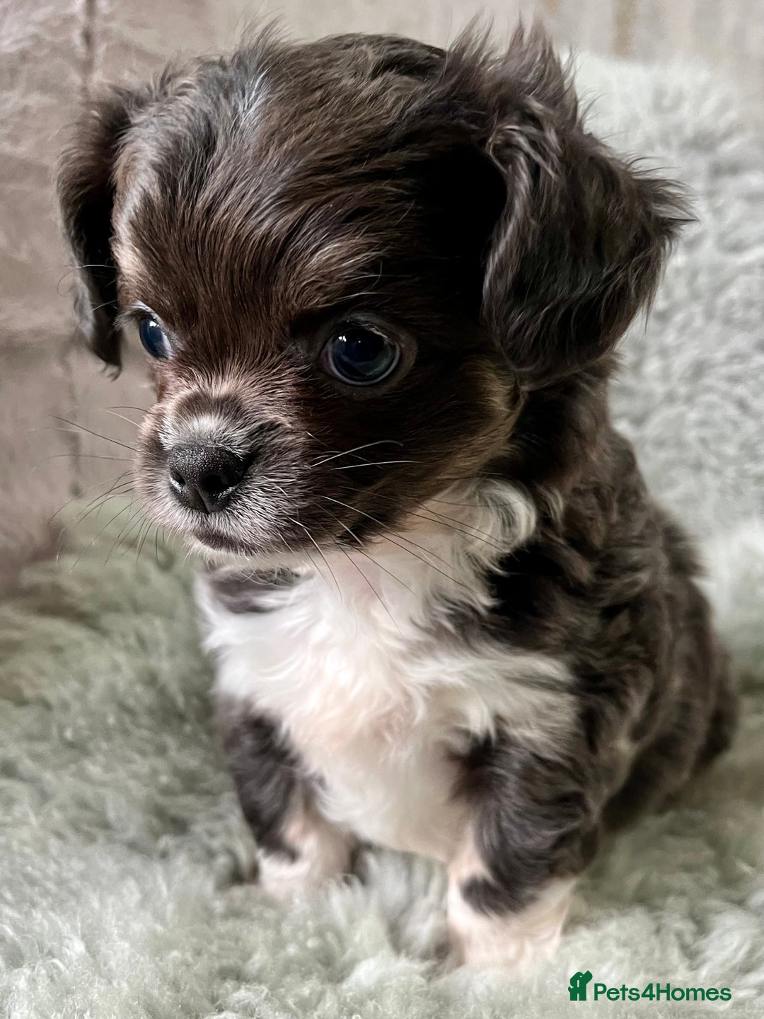 Chihuahua dogs for sale: LC Female Chihuahua  - Advert 1