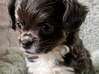 Chihuahua dogs LC Female Chihuahua - Advert 17