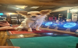 Chihuahua dogs for sale: Chihuahua  - Image 1