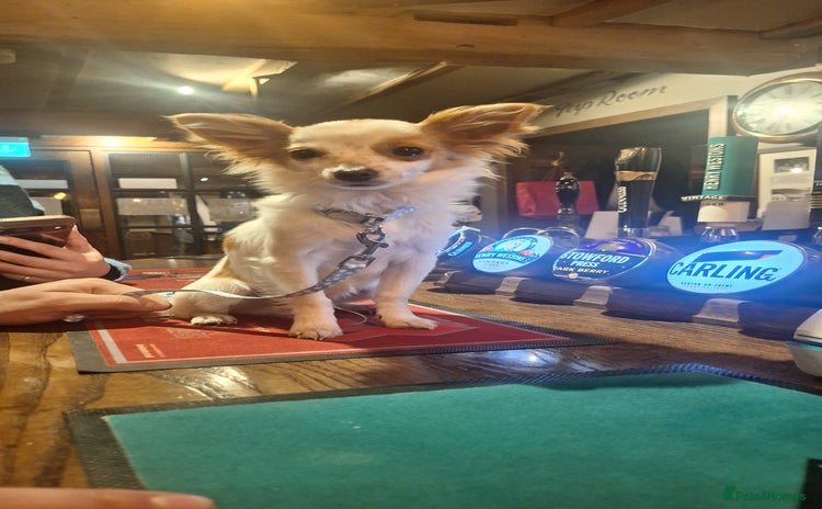 Chihuahua dogs - Advert 1