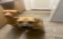 Mixed Breed dogs for sale: Puppies  - Image 12