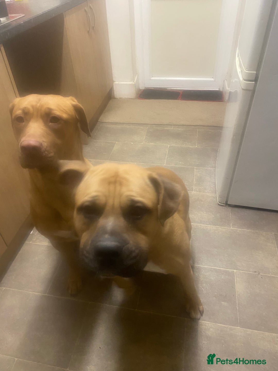 Mixed Breed dogs for sale: Puppies  - Image 12