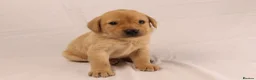 Labrador Retriever dogs for sale: 🐾🧡 BEAUTIFUL WORKING LABRADOR PUPPIES 🧡🐾 - Advert 13