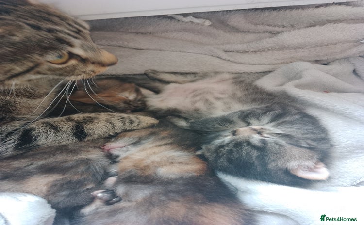 Mixed Breed cats in Newbiggin-by-the-Sea - Advert 7