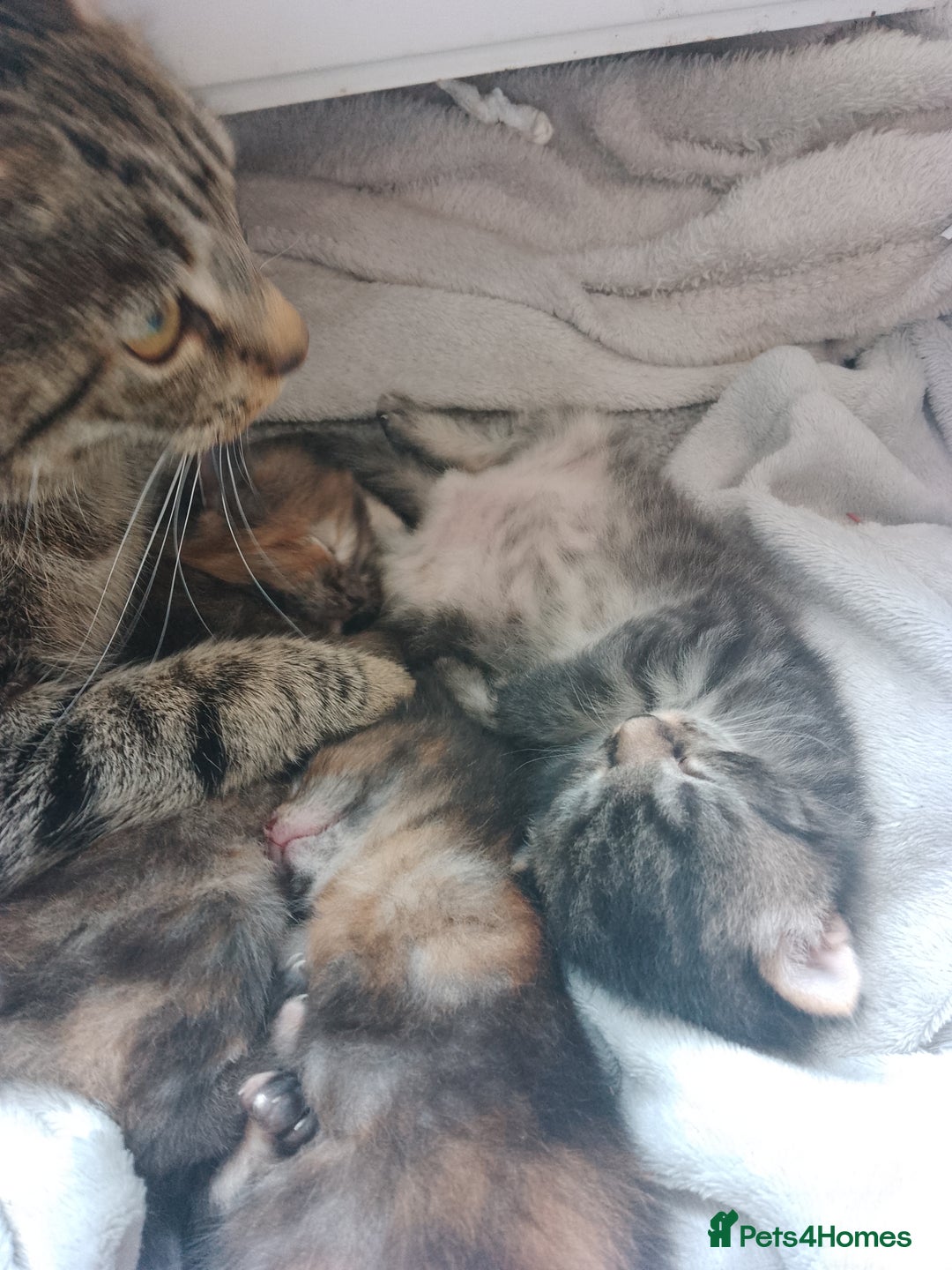 Mixed Breed cats for sale: Kittens in Newbiggin-by-the-Sea - Image 1