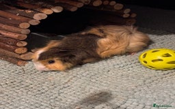 Guinea Pig rodents for sale: 4 young male Guinea pigs with cage and accessories - Image 3