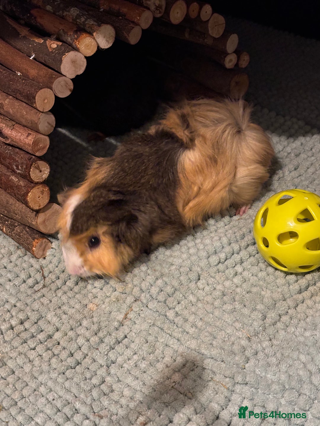 Guinea Pig rodents for sale: 4 young male Guinea pigs with cage and accessories - Image 3