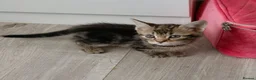 Mixed Breed cats for sale: 5 Beautiful kittens £100 each - Advert 5