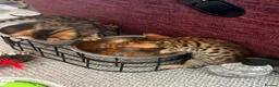 Bengal cats for sale: Pure bengal kittens in Oswestry - Advert 8