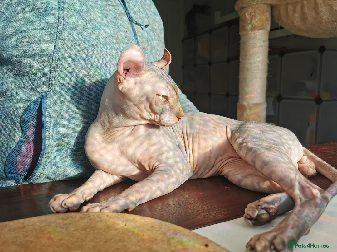 Sphynx cats for stud: Black tabby Sphynx Elf for STUD in Oldham - Advert 13