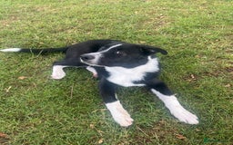 Mixed Breed dogs for sale: Elvis - Image 8