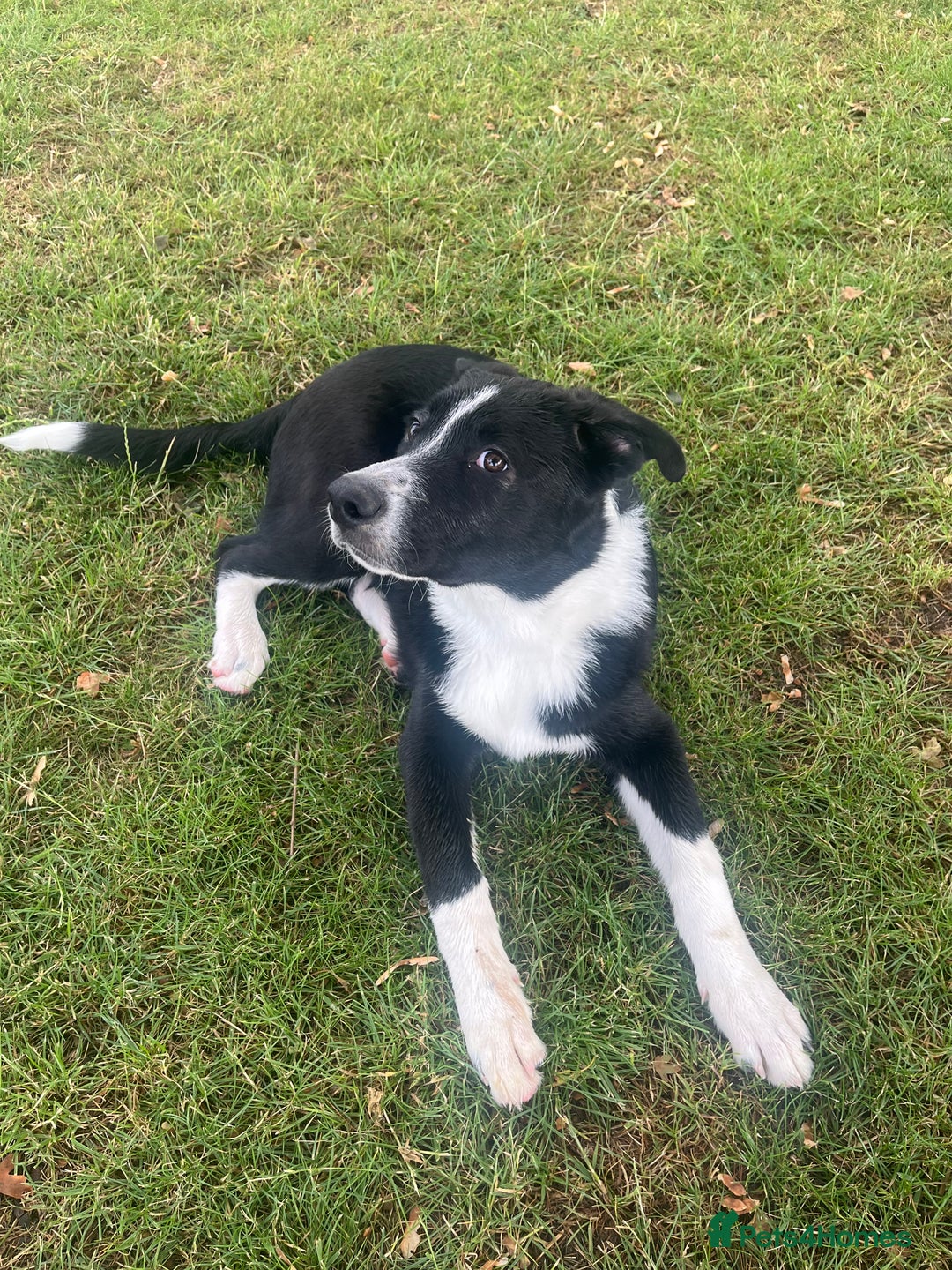 Mixed Breed dogs for sale: Elvis - Image 8