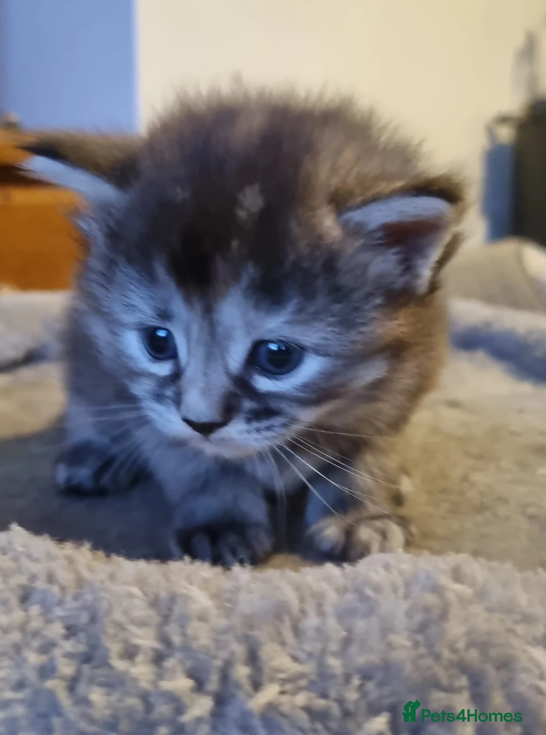 Mixed Breed cats for sale: Female kittens - Advert 4