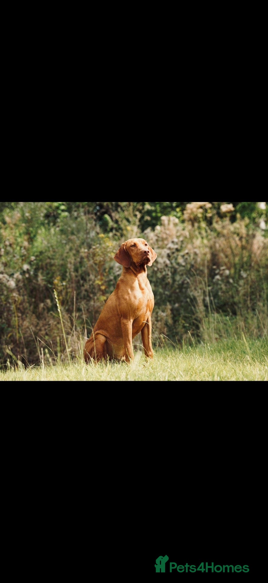 Hungarian Vizsla dogs Cracking litter of Hungarian vizsla puppies - Advert 12