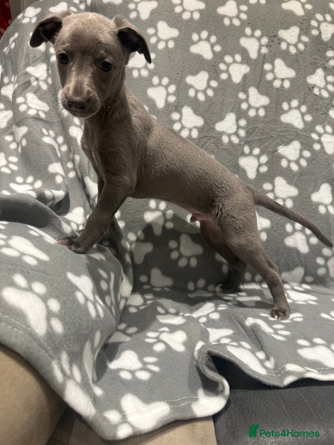Whippet dogs for sale: Kc whippet puppies 0ne lovely blue boy available  - Image 4