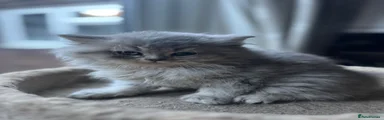 British Shorthair 2