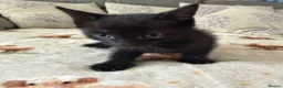 Mixed Breed cats for sale: 4 adorable kittens  - Advert 2