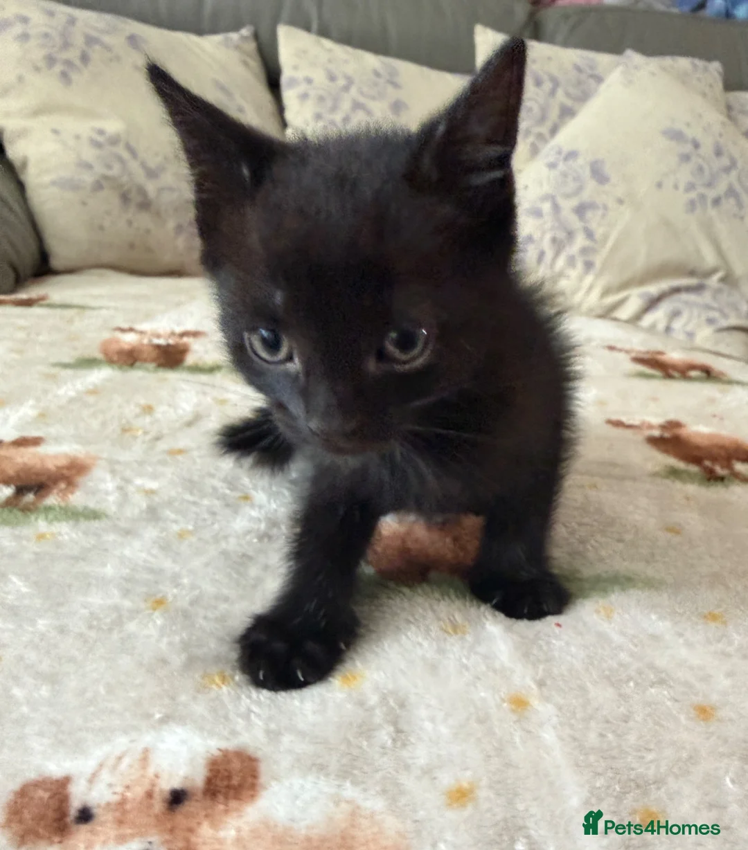 Mixed Breed cats for sale: 4 adorable kittens  - Advert 2