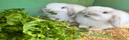 Mini Lop rabbits for sale: Mini lop - Advert 11