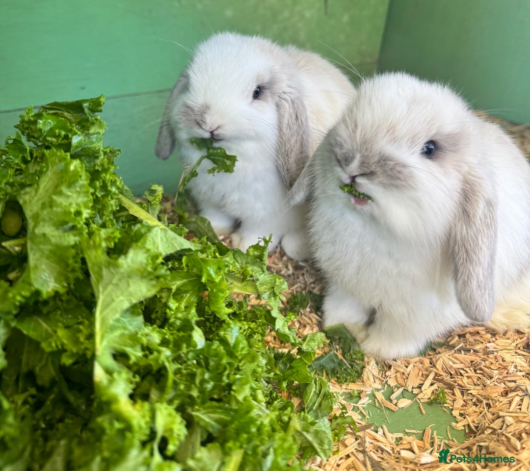 Mini Lop rabbits for sale: Mini lop - Advert 11