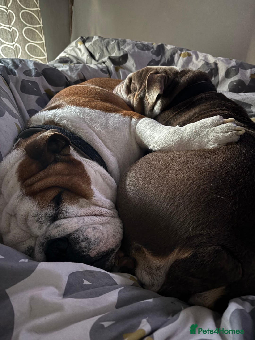 English Bulldog dogs for sale: Bulldog  - Image 5