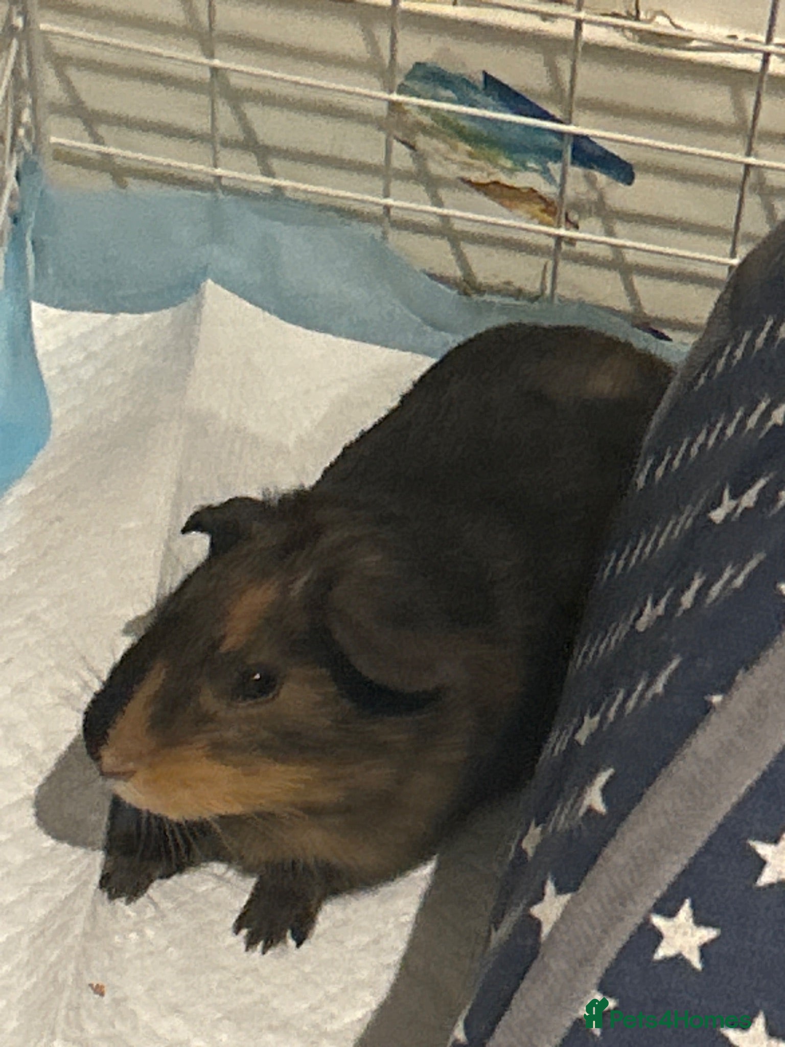 Guinea Pig rodents Male single guinea pig  - Advert 11