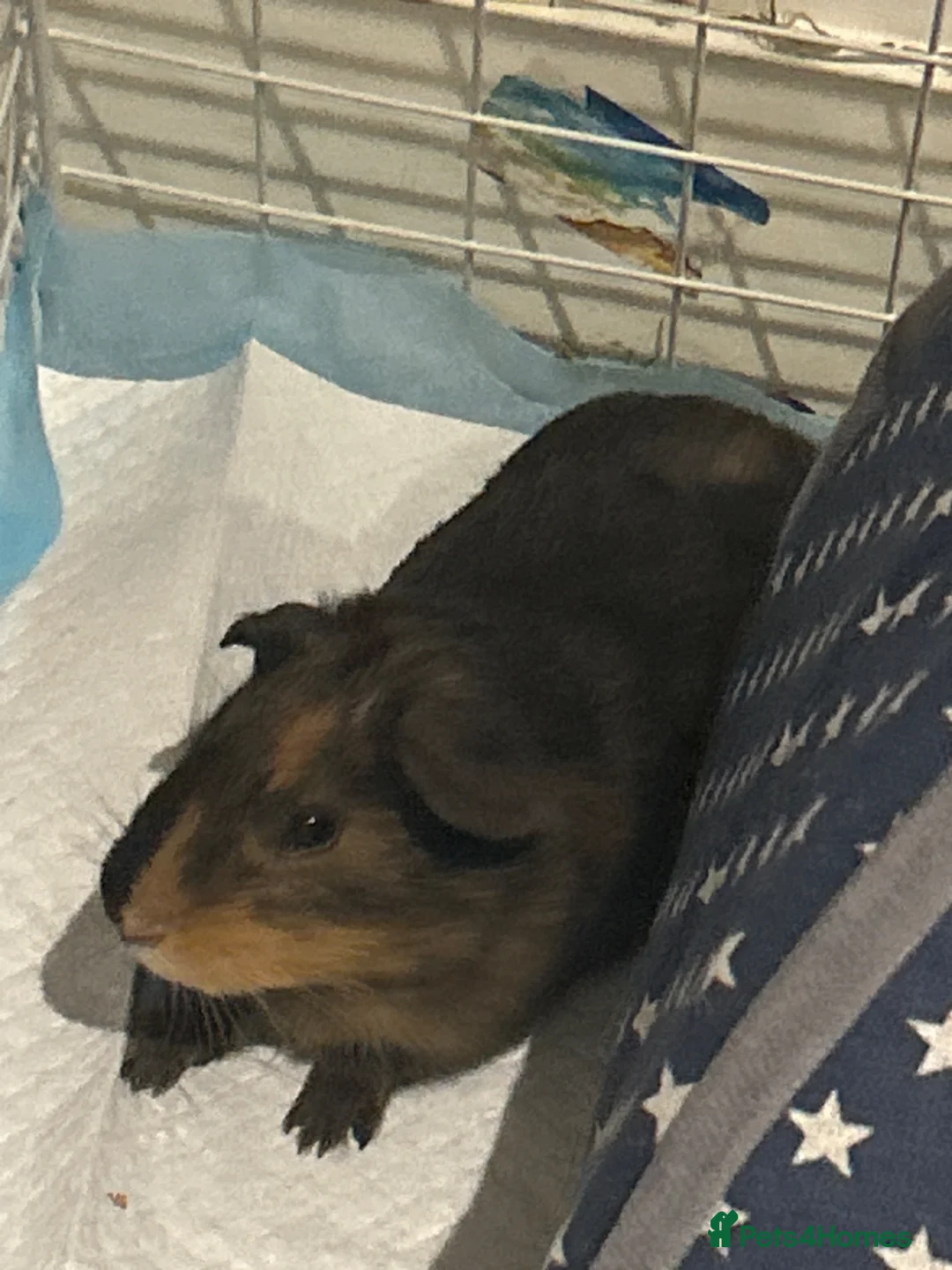 Guinea Pig rodents for sale: Male single guinea pig  in Stanmore - Advert 1