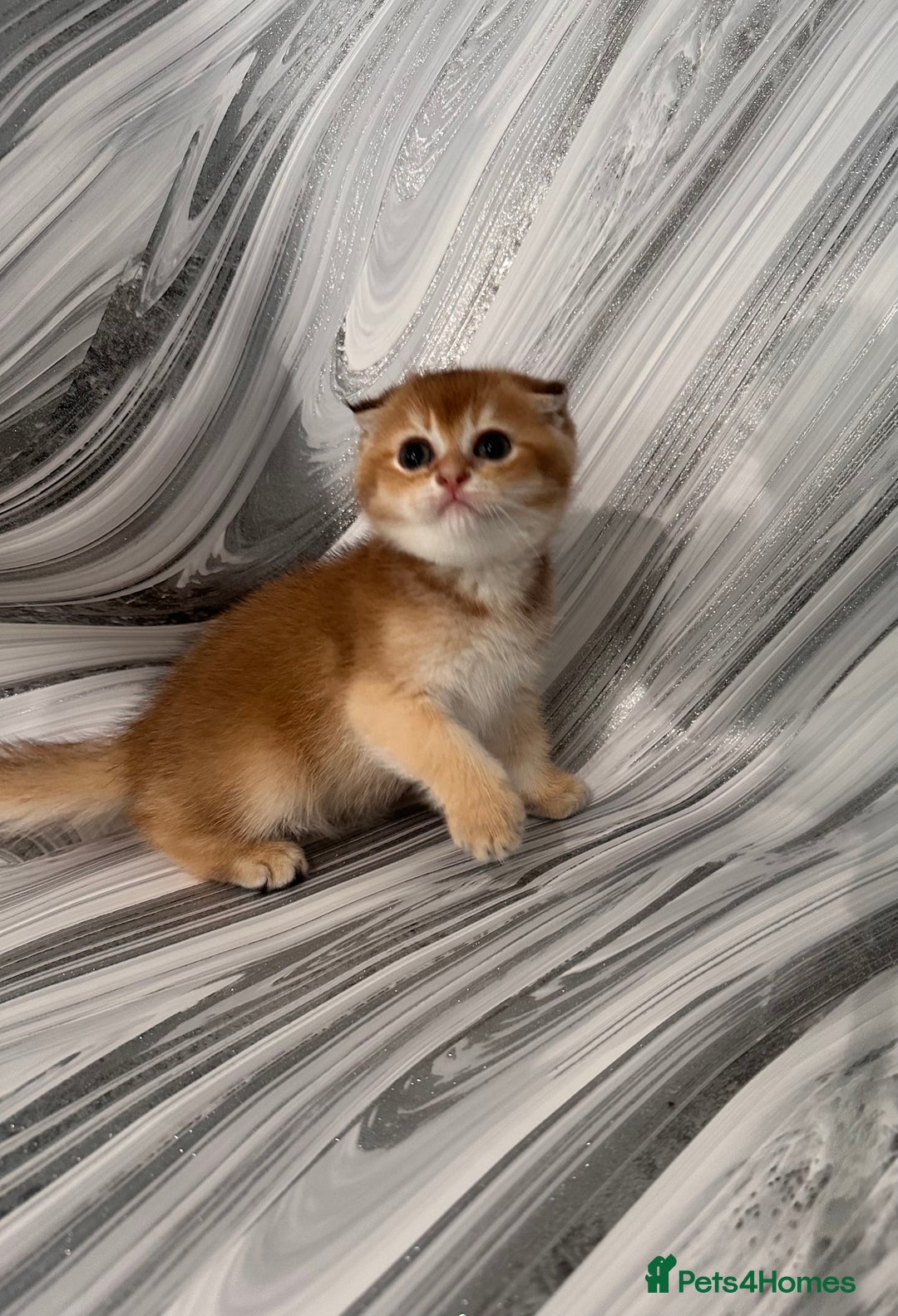 Scottish Fold cats for sale: Pedigree Scottish Fold kittens - Image 2