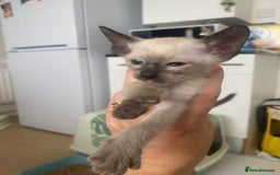 Siamese cats for sale: 🤩🐱Beautiful Siamese kittens for sale🐱⚡️ - Image 8