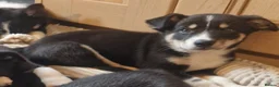 Border Collie dogs for sale: Beautiful Border Collie Pups for sale - Advert 10